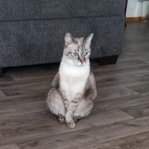 Meet your Posher, Mekinzi